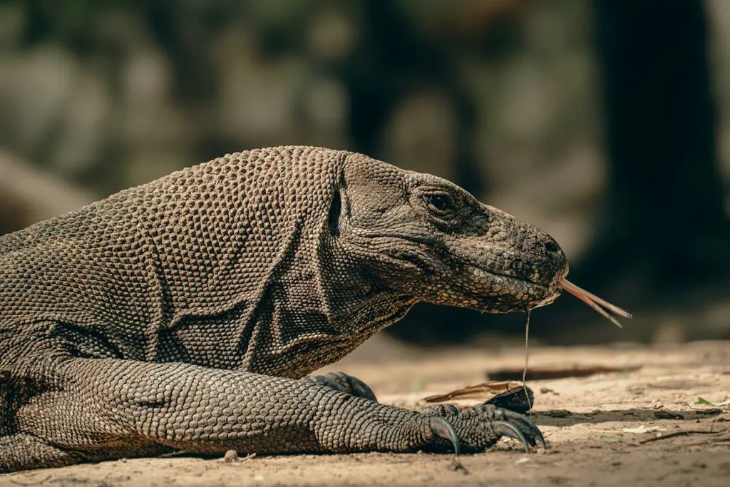 Side profile of a Komodo Dragon, showing its sharp claws, forked tongue and venomous saliva drooling from its mouth. 