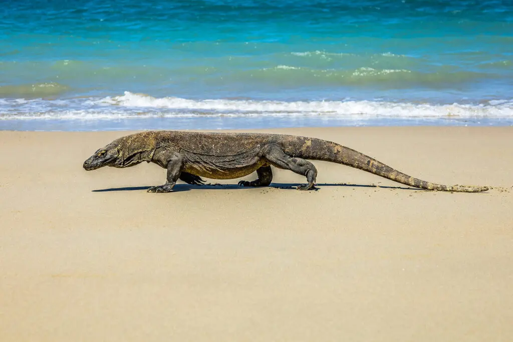 A large Komodo Dragon walking along the white sand beaches of Komodo island with the blue ocean behind. 