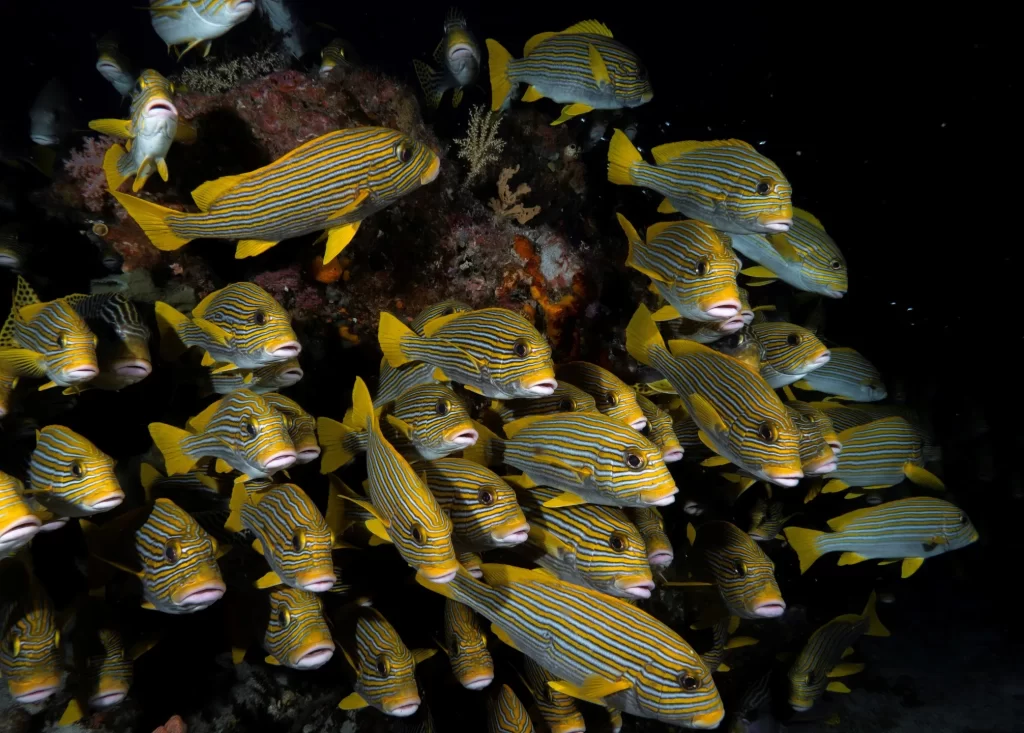 Scuba diving with schooling fish in Raja Ampat